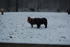 Ponys im Schnee (a)