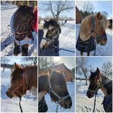 Ponys im Schnee (d)